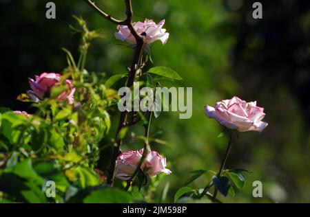 Rose rose close-up Banque D'Images