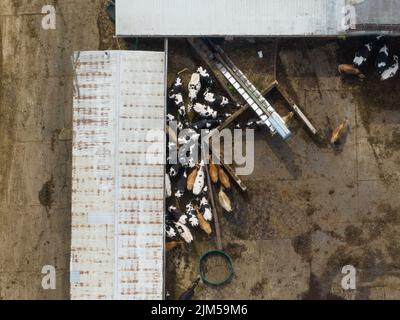 Par temps ensoleillé, vue aérienne au-dessus d'un grand groupe de vaches laitières, les bovins qui mangent dans une ferme rurale. Banque D'Images