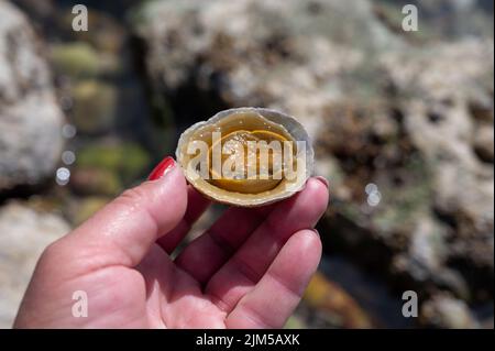 Mollusques comestibles d'eau de mer patella caerulea, espèce de limette de la famille des patellidae à marée basse à Etretat, Normandie, France Banque D'Images