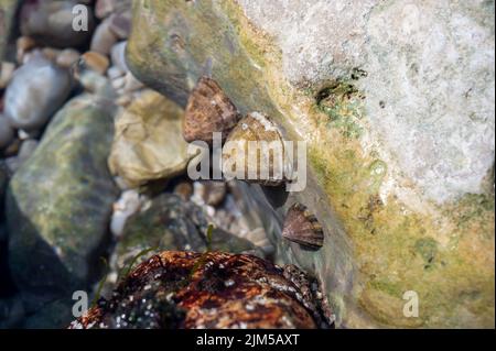 Mollusques comestibles d'eau de mer patella caerulea, espèce de limette de la famille des patellidae à marée basse à Etretat, Normandie, France Banque D'Images