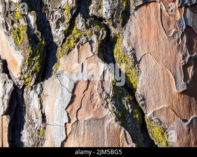 Un gros plan d'une ancienne texture d'écorce de pin partiellement recouverte de lichens Banque D'Images