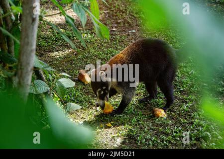 Gros plan d'un coati ou coatimund manger des fruits jaunes et regarder très heureux et contenu. Dans mistico arenal ponts suspendus parc alajuela province la f Banque D'Images