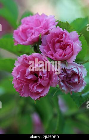 Rose arbuste rugosa, variété Rosa Grootendorst, fleurs roses avec bords de pétale dentelés ou à volants inhabituels en gros plan avec un fond de congé flou Banque D'Images