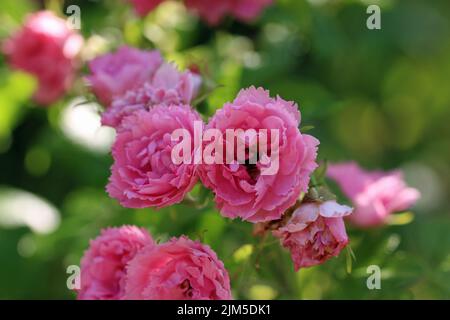 Rose arbuste rugosa, variété Rosa Grootendorst, fleurs roses avec bords de pétale dentelés ou à volants inhabituels en gros plan avec un fond de congé flou Banque D'Images