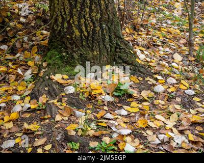 Une belle vue sur les feuilles tombées en automne sur le sol autour d'un grand arbre dans la forêt en plein jour Banque D'Images