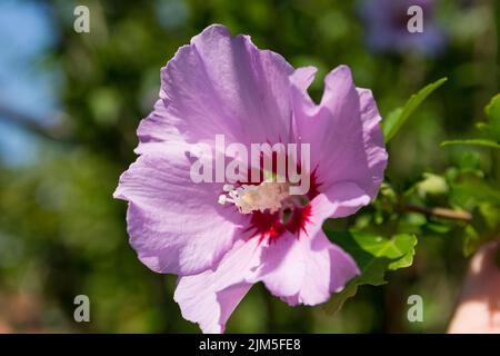 Fleur pourpre unique Hibiscus Syriacus la Rose de Sharon en fleur un jour d'été ensoleillé. Concept d'arrière-plan naturel. Gros plan, mise au point sélective Banque D'Images