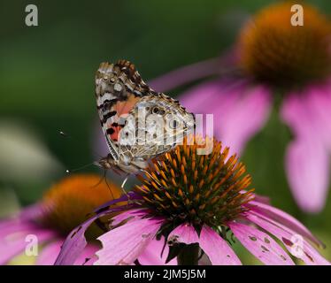 Papillon à croissant de perles (Phyciodes tharos) se nourrissant de la fleur de conée pourpre (échinacée) Banque D'Images