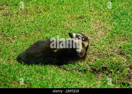 coati paresseux appréciant le soleil du costa rica et se grattant. En mistico arenal ponts suspendus parc alajuela province la Fortuna Banque D'Images