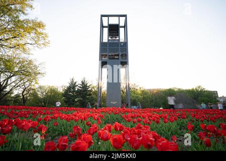 Une photo grand angle des champs de tulipes rouges devant le Carillon des pays-Bas Banque D'Images