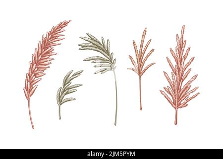 Ensemble de branches d'herbe de pampas. Éléments modernes de design floristique. Illustration vectorielle dans le style d'esquisse Illustration de Vecteur