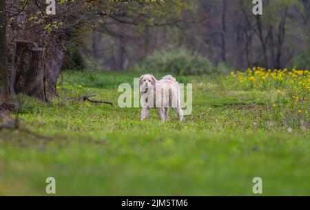 Une belle photo d'un Goldendoodle dans un champ vert pendant la journée Banque D'Images