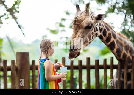 Girafe en famille dans le zoo. Les enfants nourrissent des girafes dans le parc safari tropical pendant les vacances d'été à Singapour. Les enfants regardent les animaux. Banque D'Images