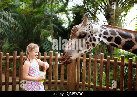 Girafe en famille dans le zoo. Les enfants nourrissent des girafes dans le parc safari tropical pendant les vacances d'été. Les enfants regardent les animaux. Banque D'Images