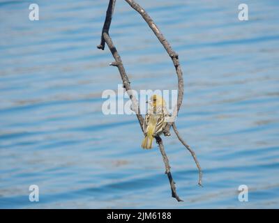 Un sélectif d'un bunting à tête rouge (Emberiza bruniceps) Banque D'Images