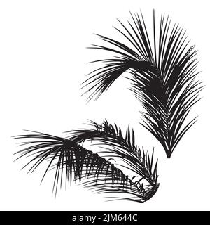 Silhouettes noires détaillées de dessus de palmier, illustration de feuilles de palmier tropicales. Illustration de Vecteur