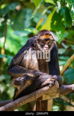 Une grande partie de la faune au zoo de Quistococha à Iquitos, au Pérou, est sauvée du commerce des animaux de compagnie. La photo ici est le Capuchin touffeté (Sapajus apella). Banque D'Images