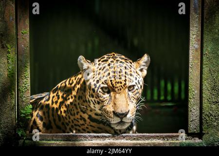 Une grande partie de la faune au zoo de Quistococha à Iquitos, au Pérou, est sauvée du commerce des animaux de compagnie. La photo ici est le léopard (Panthera onca). Banque D'Images