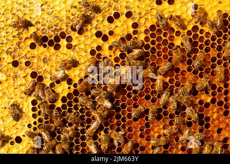 Abeilles dans une ruche sur cire. Miel frais Banque D'Images