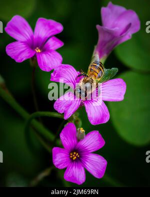 Gros plan d'une abeille collectant le nectar sur un étrel violet, Oxalis violacea Banque D'Images