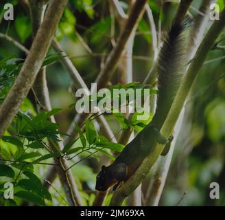 L'écureuil de Prevost (Callosciurus prevostii) sur une branche d'arbre à Bornéo Banque D'Images