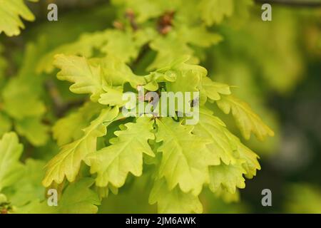 Gros plan doux sur des feuilles vertes, fraîches émergeantes de l'anglais, chêne commun, Quercus robur au printemps Banque D'Images