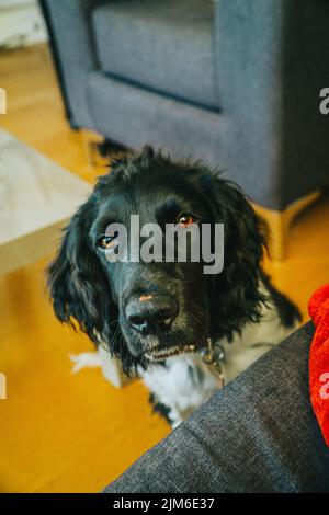 Un gros plan portrait d'un grand chien noir de Munsterlander regardant l'appareil photo à la maison Banque D'Images