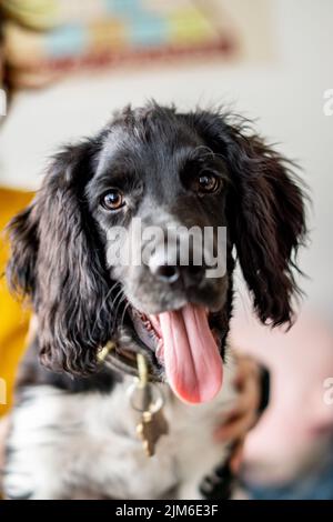 Un gros plan portrait d'un grand chien Munsterlander qui colle sa langue et regarde vers l'appareil photo Banque D'Images