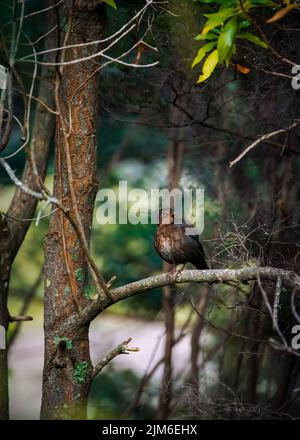 Une photo verticale d'un oiseau noir commun perché sur une branche d'arbre dans le jardin Banque D'Images