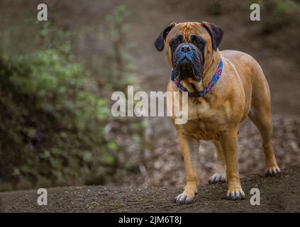 UN GRAND BULLMASTIFF DEBOUT SUR UN TAS DE TERRE QUI S'ÉVEILLE TOUT DROIT AVEC DE BEAUX YEUX PORTANT UN COLLIER MULTICOLORE ET UN ARRIÈRE-PLAN FLOU. Banque D'Images