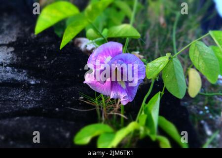 Un gros plan d'une fleur de Pigeonwings asiatiques pourpre doux qui pousse dans un jardin avec des feuilles luxuriantes autour d'elle Banque D'Images