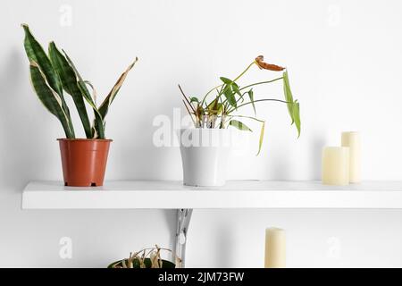 Étagère avec plantes de maison flétries et bougies sur le mur léger Banque D'Images