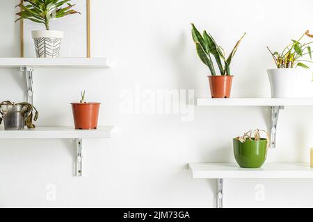 Étagères avec plantes de maison flétries et cadre sur mur léger Banque D'Images