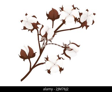 Illustration vectorielle de branche de fleur de coton de grande taille isolée sur fond blanc Illustration de Vecteur