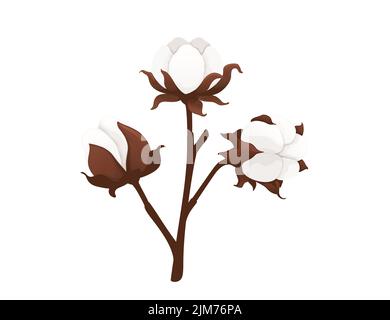 Illustration vectorielle de branche de fleur de coton de grande taille isolée sur fond blanc Illustration de Vecteur