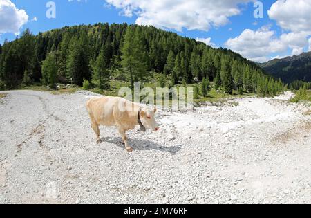 la vache blanche broutant dans les montagnes photographiée avec une lentille grand angle tout en broutant sur le lit de ruisseau sec Banque D'Images