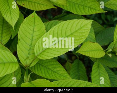 Arrière-plan de feuilles vertes de l'arbre de Kratom ou de Mitragyna speciosa, feuilles de plantes médicinales Banque D'Images