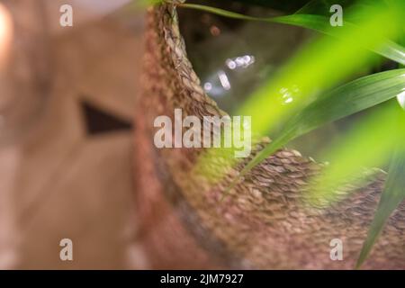 plantes vertes en paniers tissés Banque D'Images