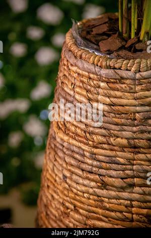 plantes vertes en paniers tissés Banque D'Images