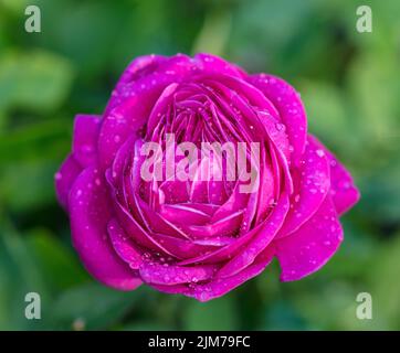 "Heidi Klum' Floribunda Rose, Floribundaros (Rosa) Banque D'Images