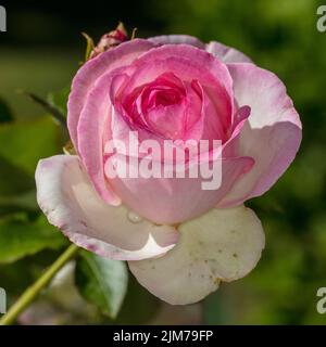 'Eden Rose, MEIviolon, Pierre de Ronsard, Eden Rose 85' Climbing Rose, Klätterros (Rosa) Banque D'Images