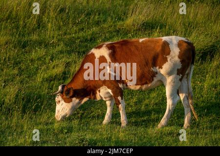 Vaches paissant dans un pré sur fond de montagnes au coucher du soleil Banque D'Images