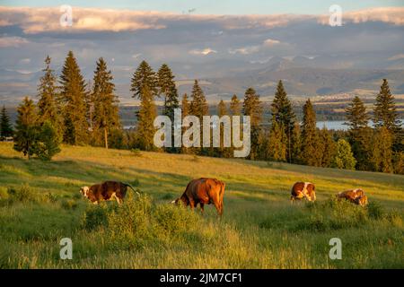 Vaches paissant dans un pré sur fond de montagnes au coucher du soleil Banque D'Images