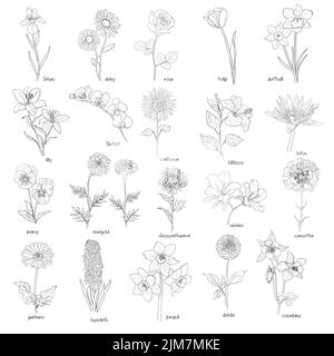 Ensemble Flora, fleurs dessinées à la main, noir sur blanc, illustration vectorielle. Illustration de Vecteur