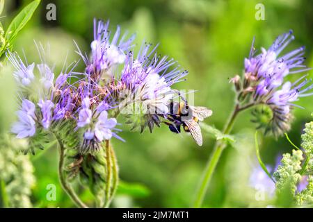 Bumblebee, insecte pollinisateur de Bombus spp, se nourrissant sur le nectar de Lacy phacelia, Phacelia tanacetifolia, souvent utilisé comme plante d'abeille ou culture de couverture. S Banque D'Images