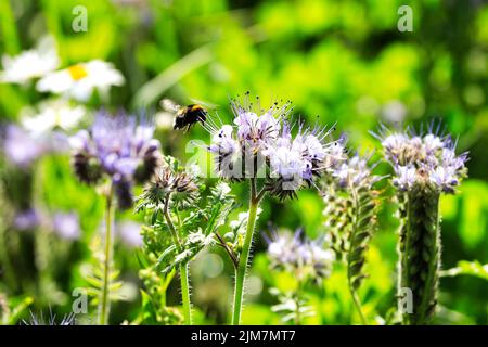 Bumblebee, insecte pollinisateur de Bombus spp, est sur le point d'atterrir sur la floraison Lacy phacelia, Phacelia tanacetifolia, pour se nourrir sur son nectar. À faible profondeur Banque D'Images
