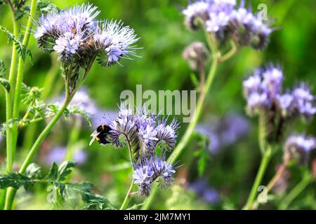 Floraison Lacy phacelia, Phacelia tanacetifolia, souvent utilisé comme plante d'abeille ou de couverture, avec un insecte pollinisateur bourdon de Bombus spp. Banque D'Images