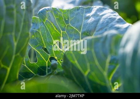 Une feuille d'un chou blanc en croissance est infestée de blancs en gros plan sur un fond flou. Insecte nuisible Aleyrodoidea manger des plantes sur la ferme Banque D'Images