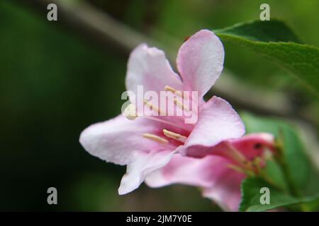 Fleurs et bourgeons rose tendre de weigela (Weigela florida) avec feuilles vertes Banque D'Images