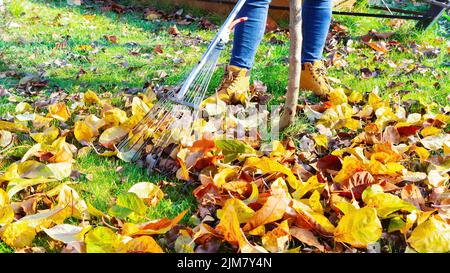 Nettoyer les feuilles tombées avec un ventilateur métallique dans le jardin. Une femme en jeans rakes la pelouse à partir des feuilles d'automne en novembre. Entretien des pelouses et des vergers Banque D'Images