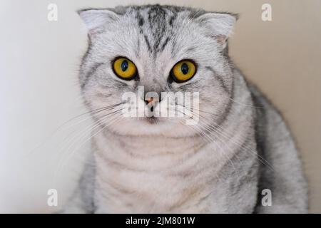 gris moelleux beau chat adulte, race scottish-fold, très gros plan portrait, isolé. Banque D'Images